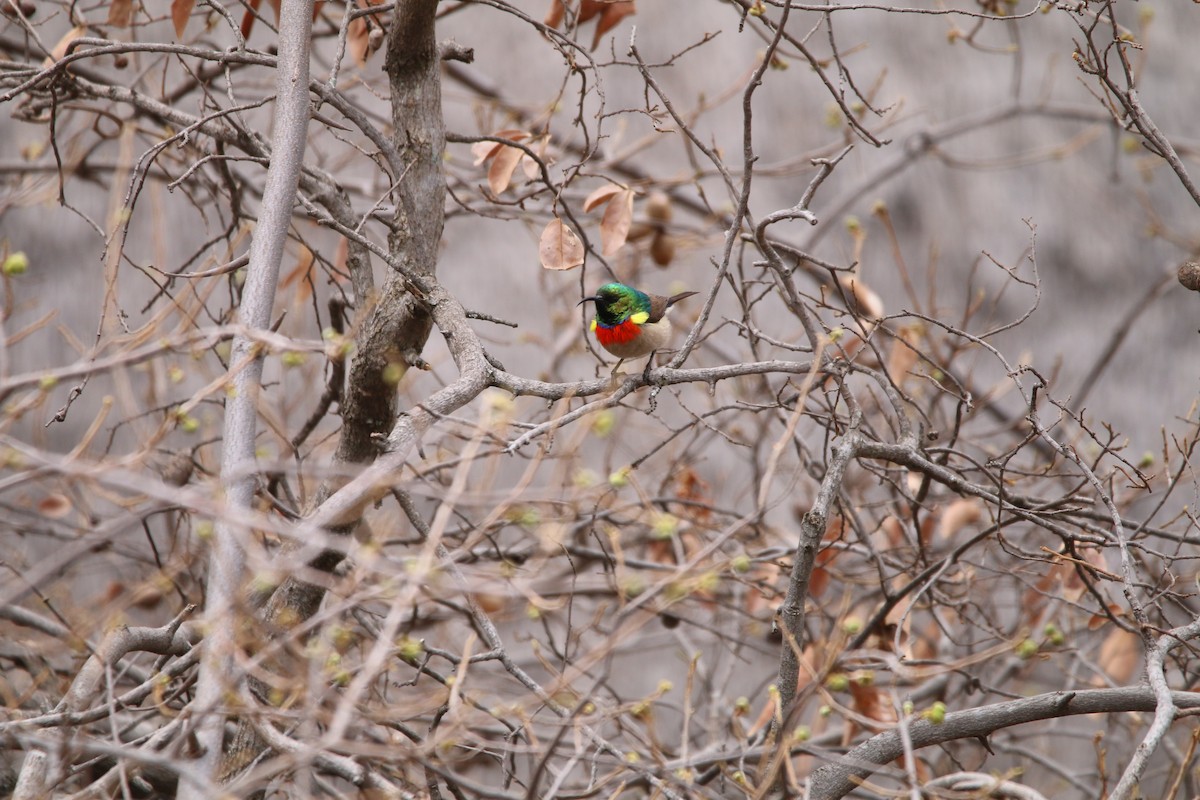 Eastern Miombo Sunbird - ML614525451