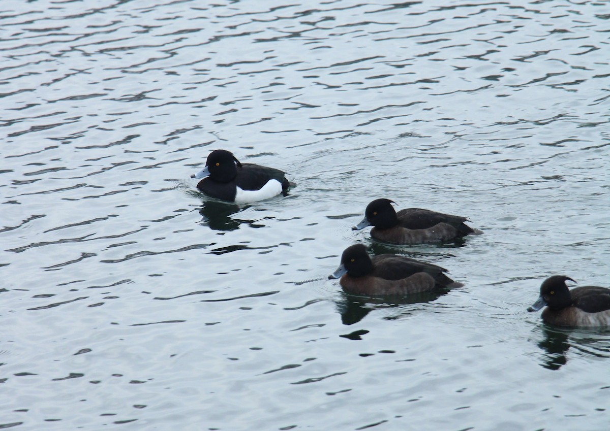 鳳頭潛鴨 - ML614525458