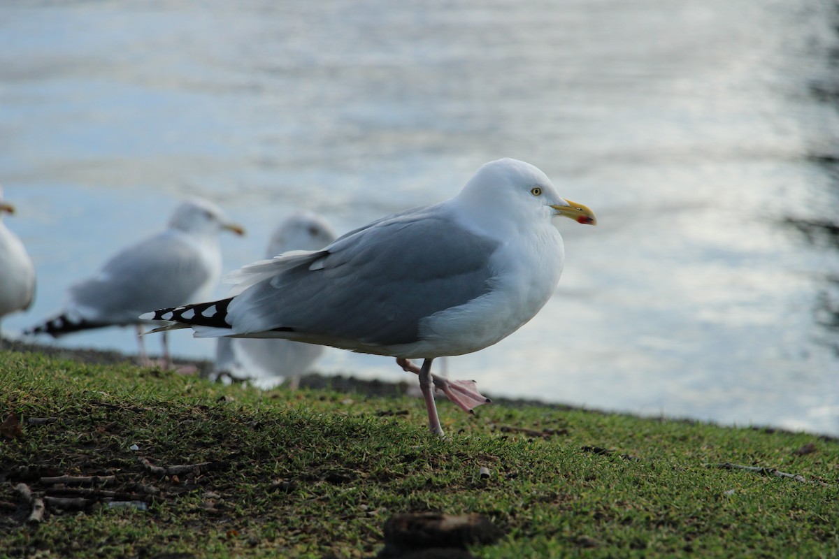 Silbermöwe (argentatus/argenteus) - ML614525461