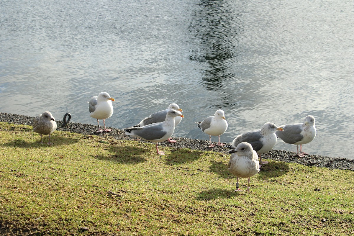 Kuzey Gümüş Martısı (argentatus/argenteus) - ML614525463