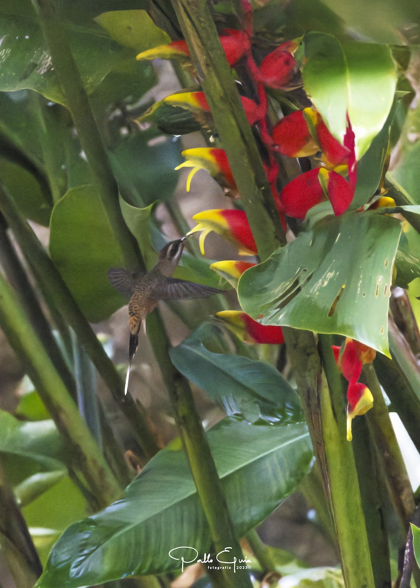 Long-billed Hermit - ML614525469