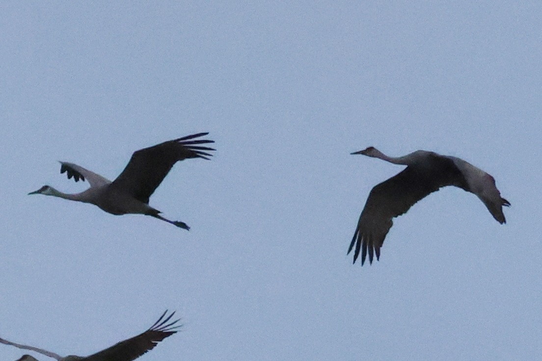 Sandhill Crane - Vern Bothwell