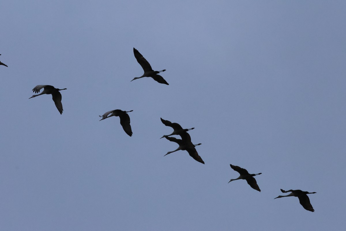 Sandhill Crane - ML614525547