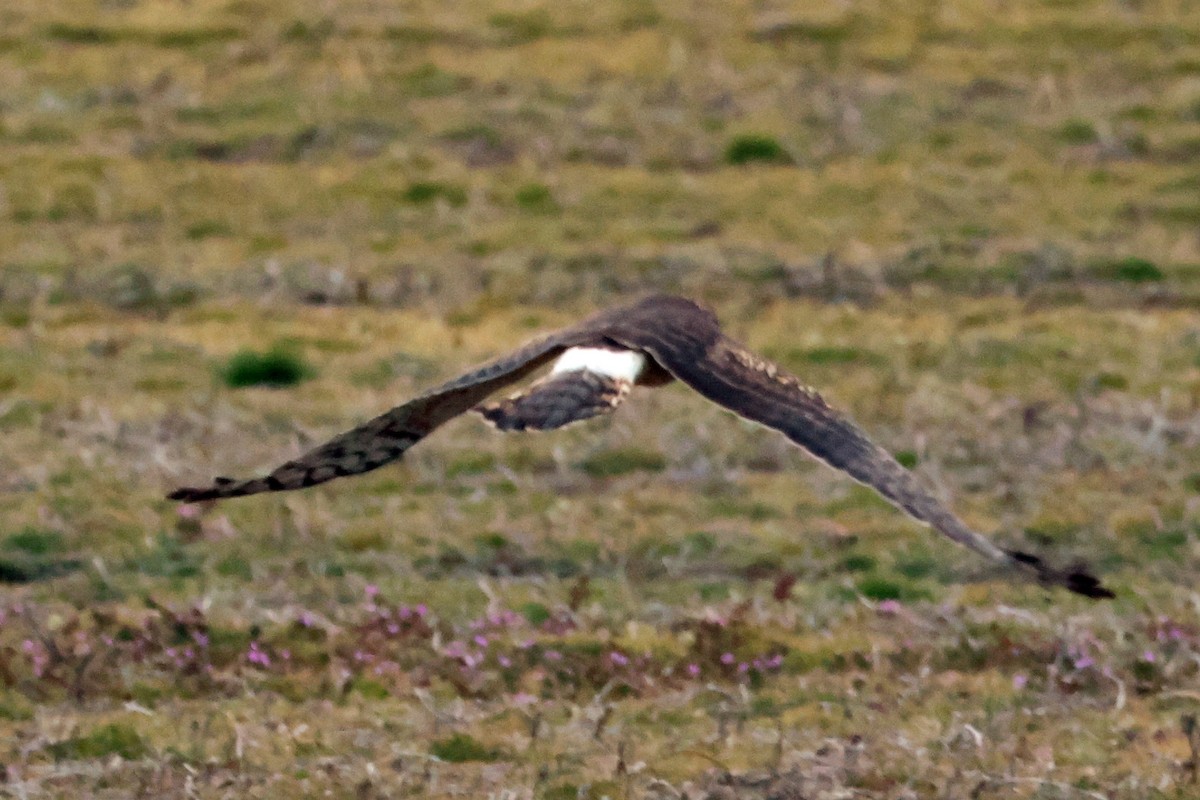 Northern Harrier - ML614525562