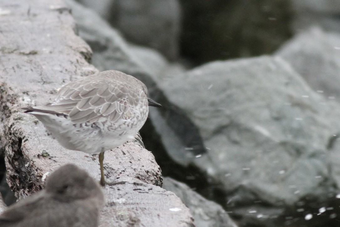 Red Knot - ML614525603