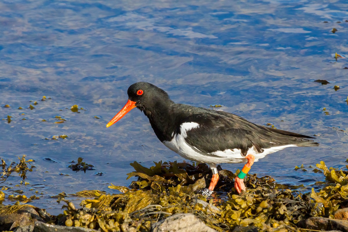 Eurasian Oystercatcher - ML614525681