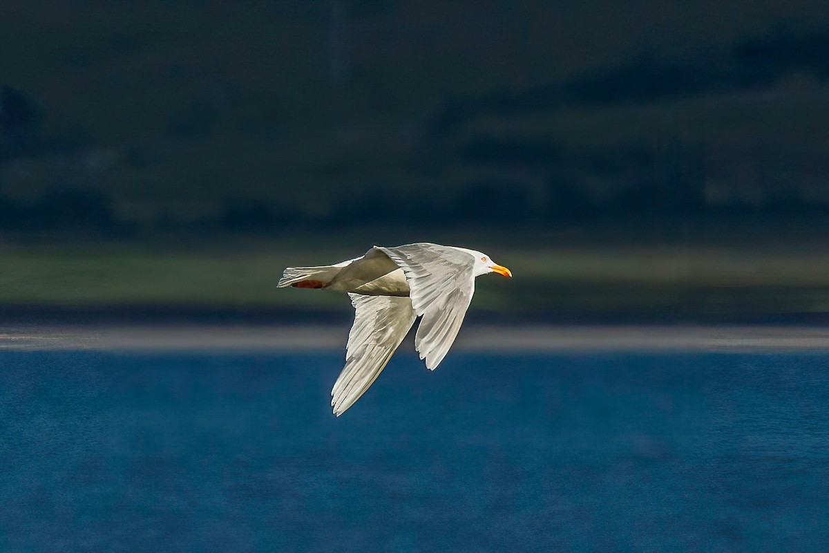 Glaucous Gull - ML614525707