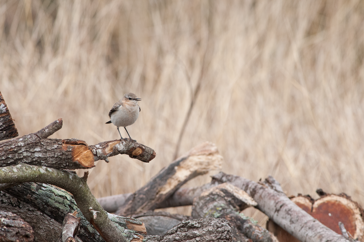 Northern Wheatear - ML614525748