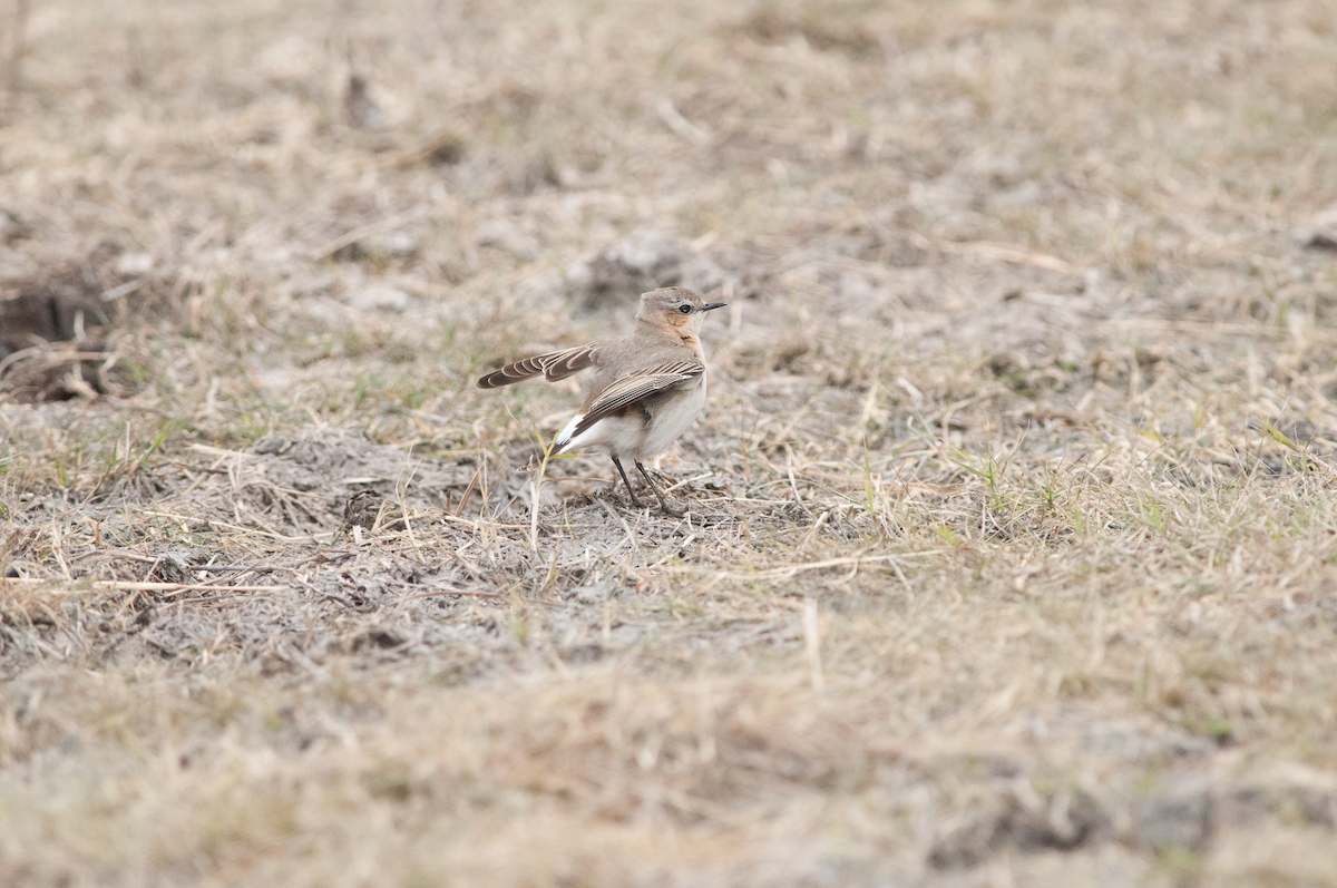 Northern Wheatear - ML614525749