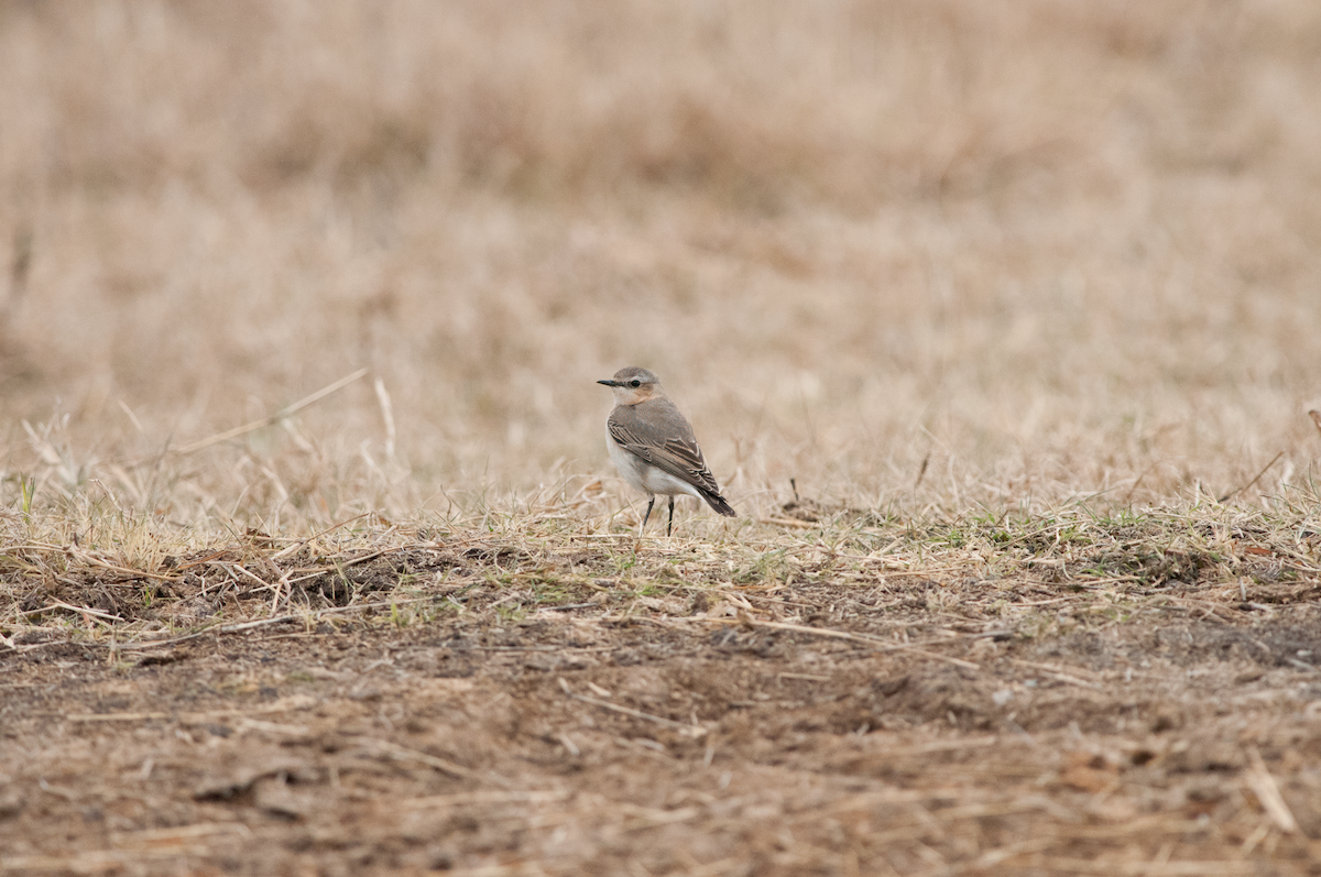 Northern Wheatear - ML614525750