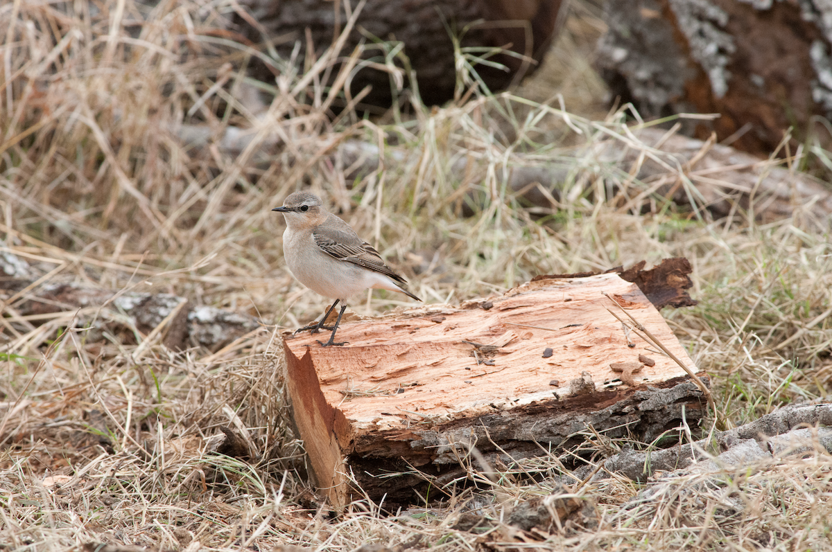 Northern Wheatear - ML614525751