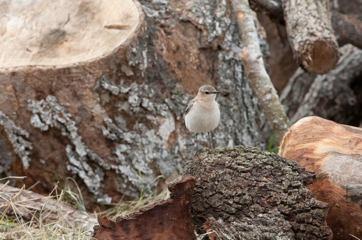 Northern Wheatear - ML614525752