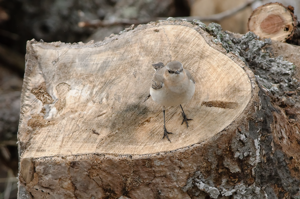 Northern Wheatear - ML614525753