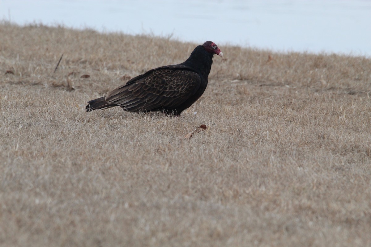 Turkey Vulture - ML614525758