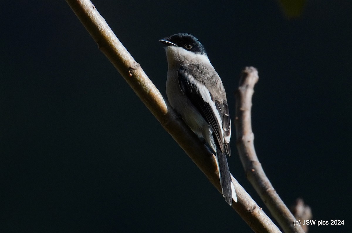 Bar-winged Flycatcher-shrike - ML614525761