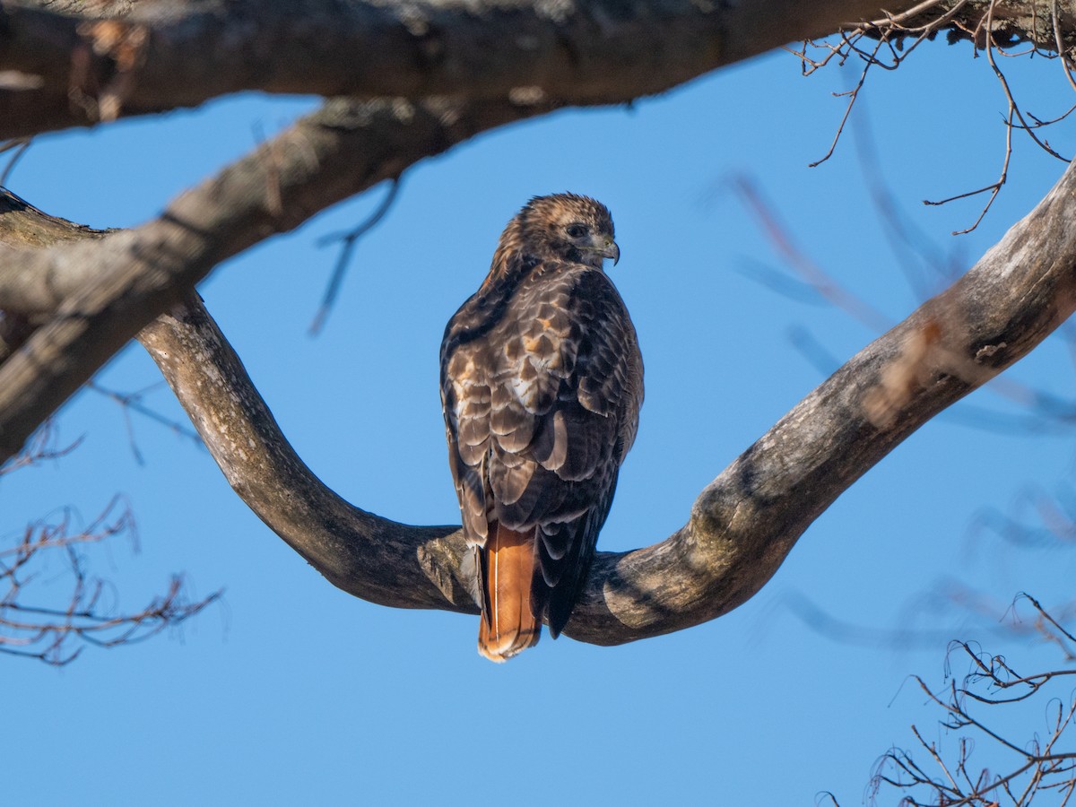 Red-tailed Hawk - ML614525807