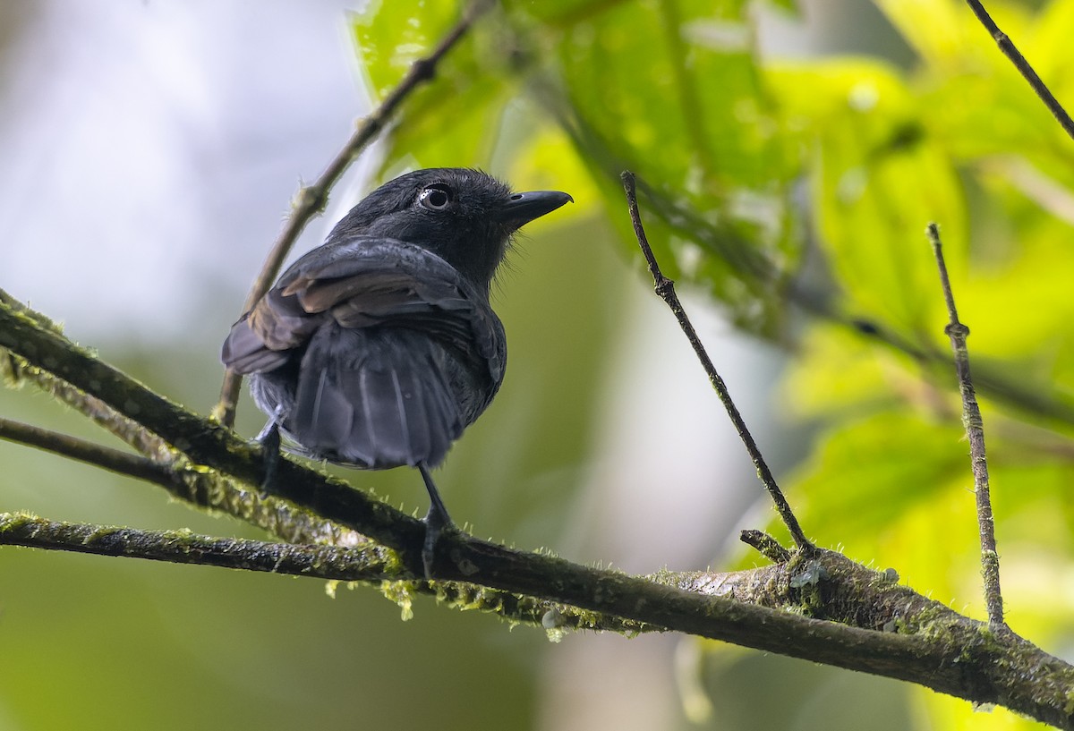 Uniform Antshrike - ML614525815