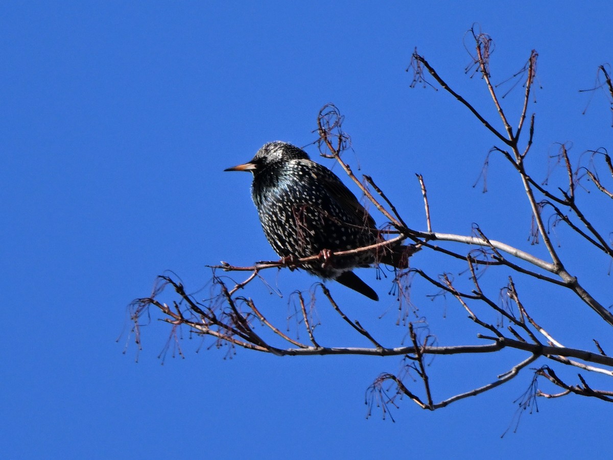 European Starling - ML614525821