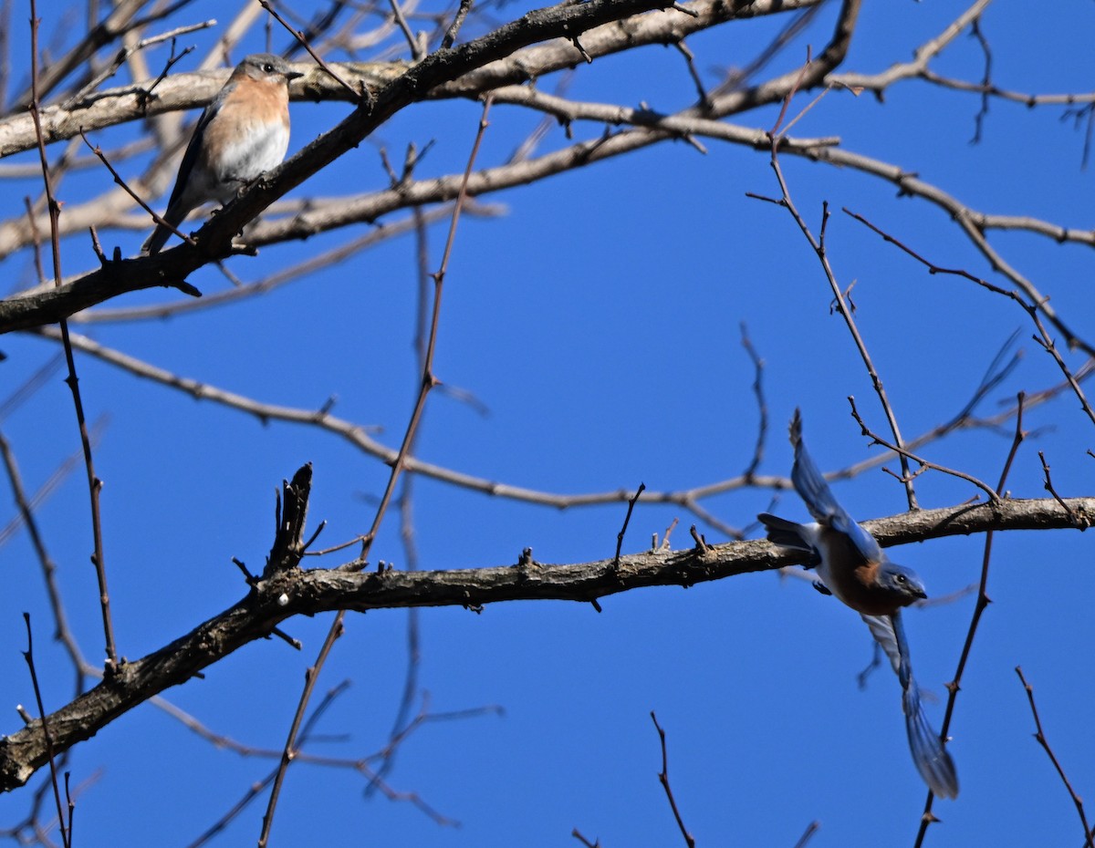 Eastern Bluebird - ML614525828