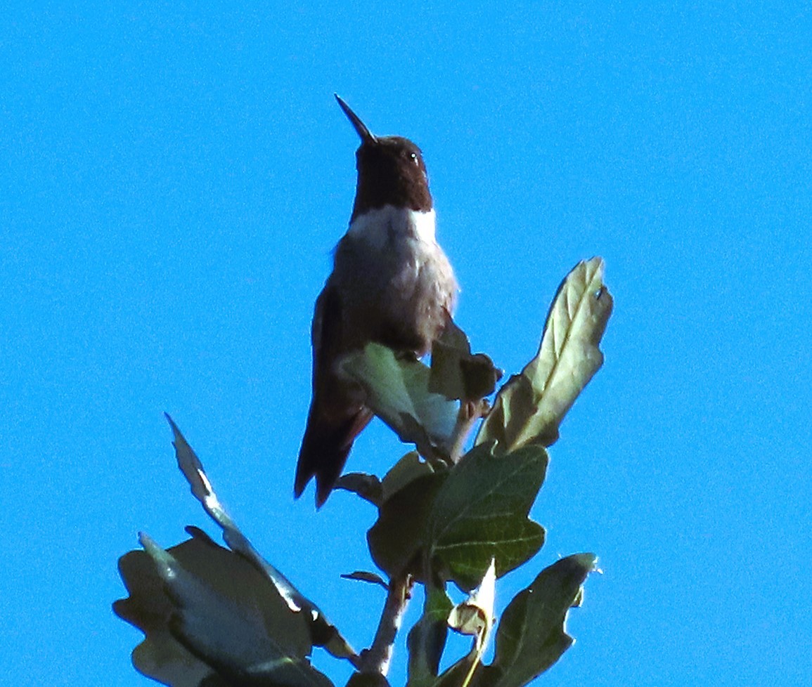 Colibri à gorge rubis - ML614525900