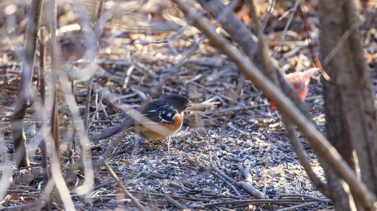 Spotted Towhee - ML614525945