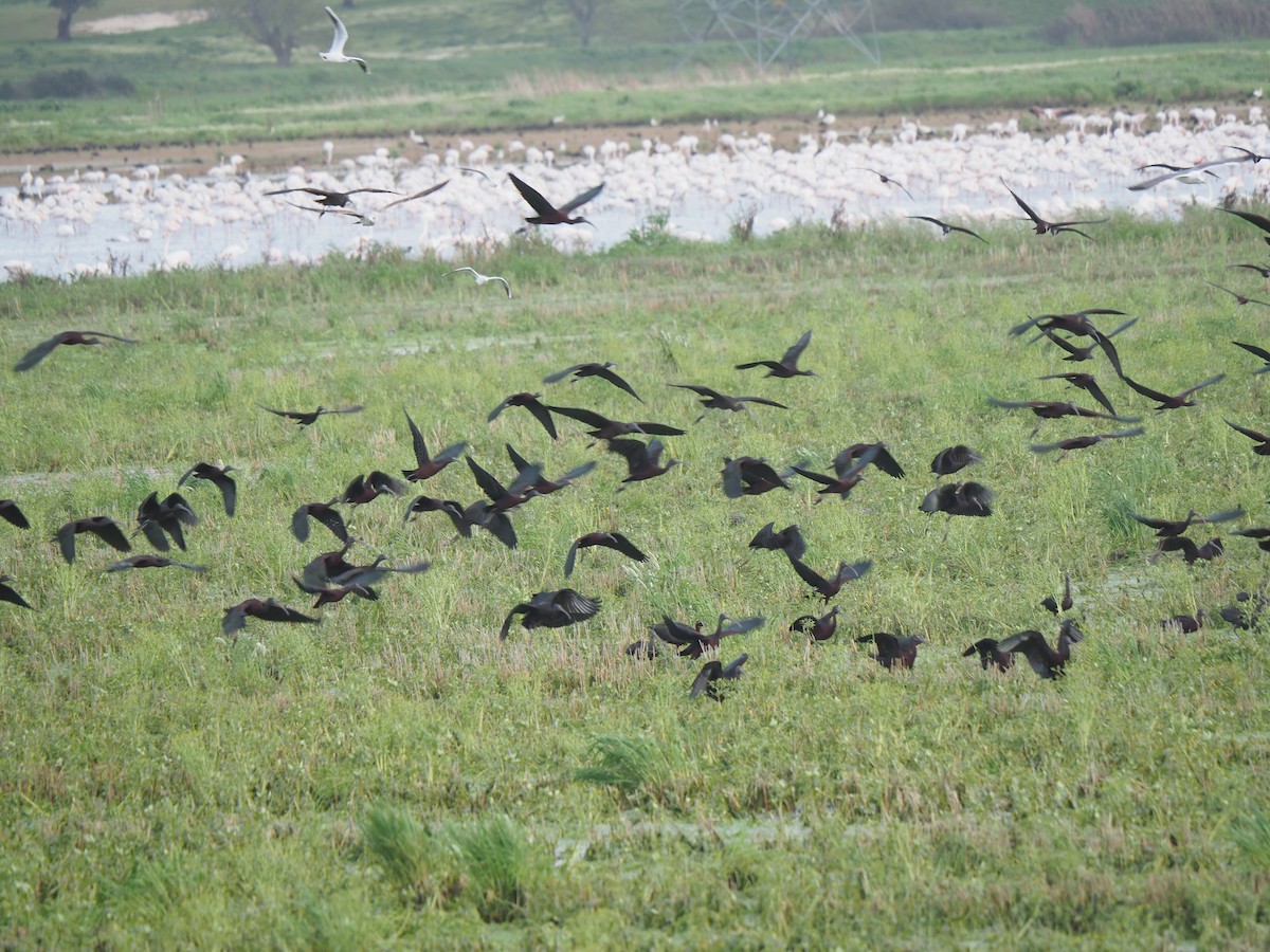 Glossy Ibis - ML614525962