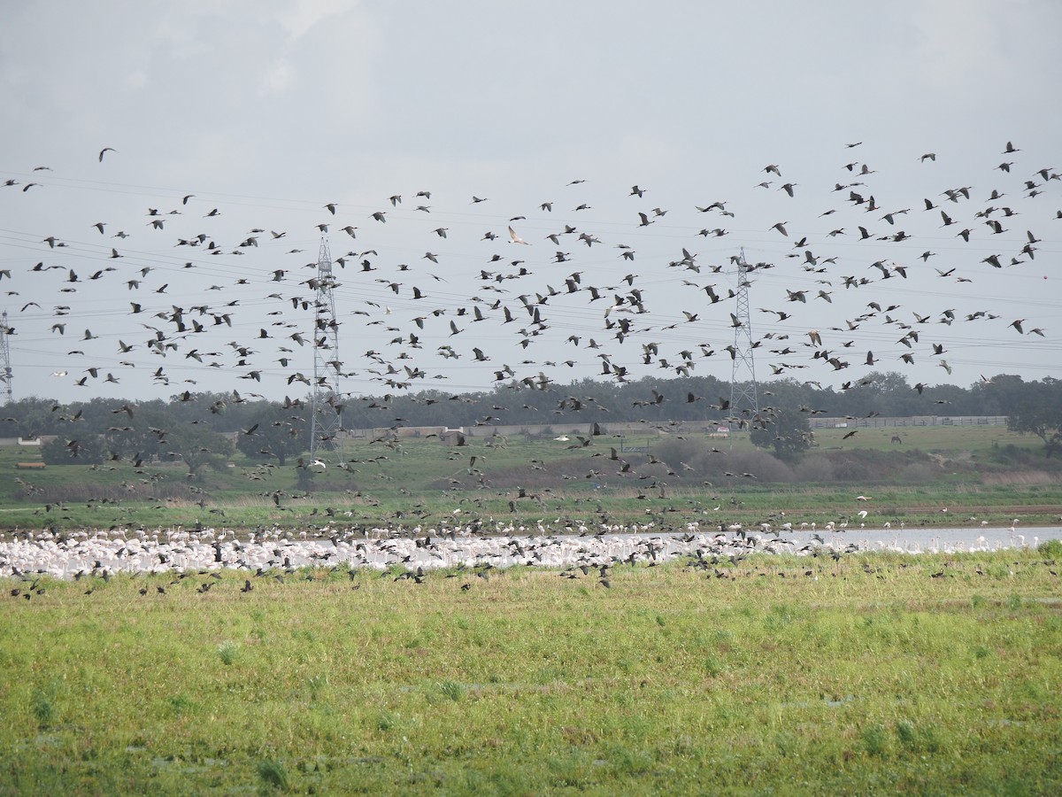 Glossy Ibis - ML614525967