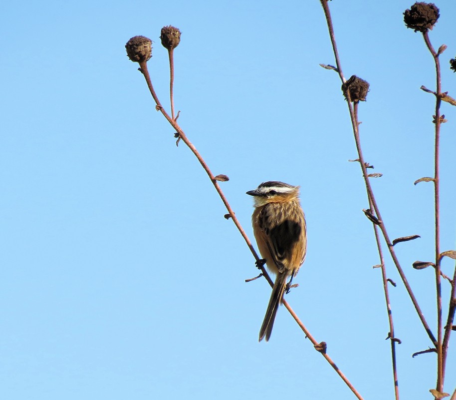 Sharp-tailed Tyrant - ML61452601