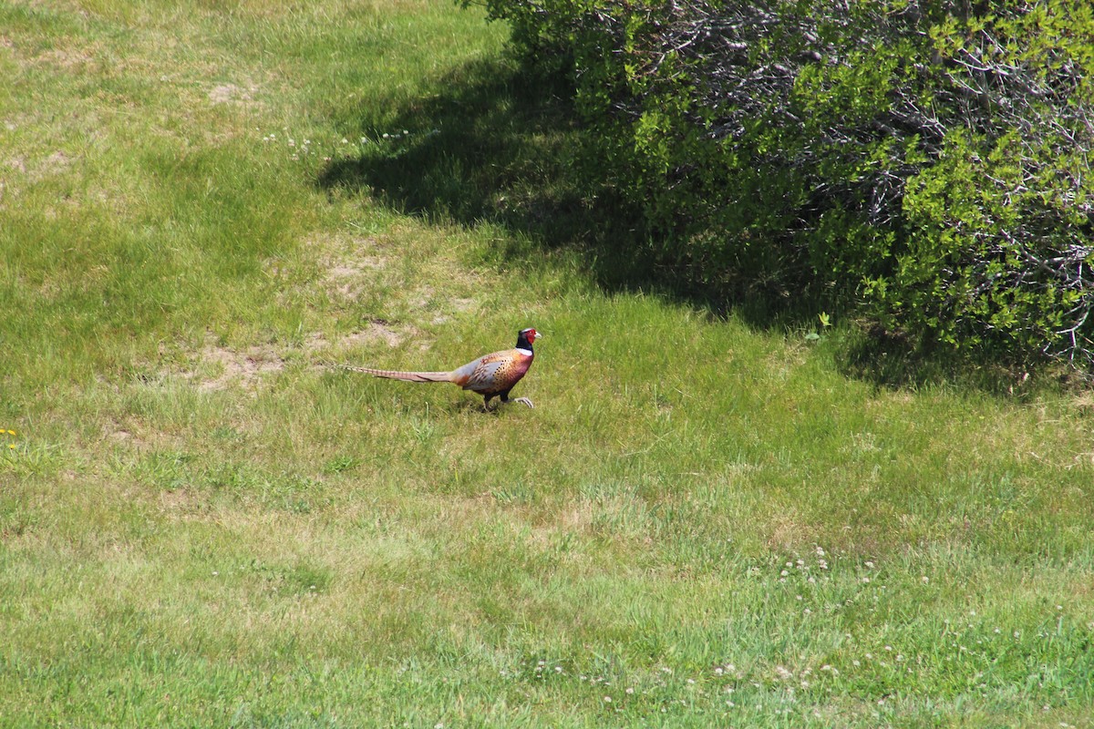 Ring-necked Pheasant - ML614526027