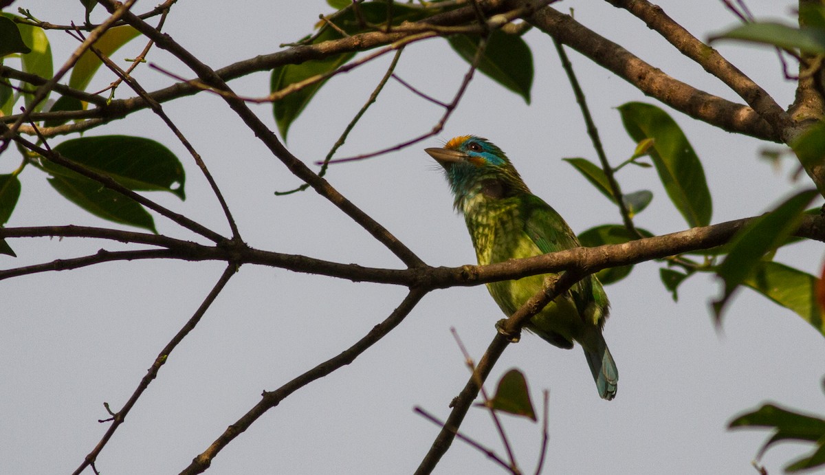 Sarı Alınlı Barbet - ML614526090