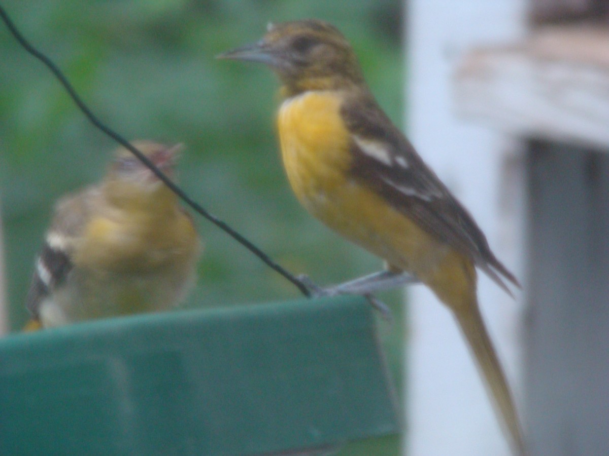 Baltimore Oriole - Peggy Blair