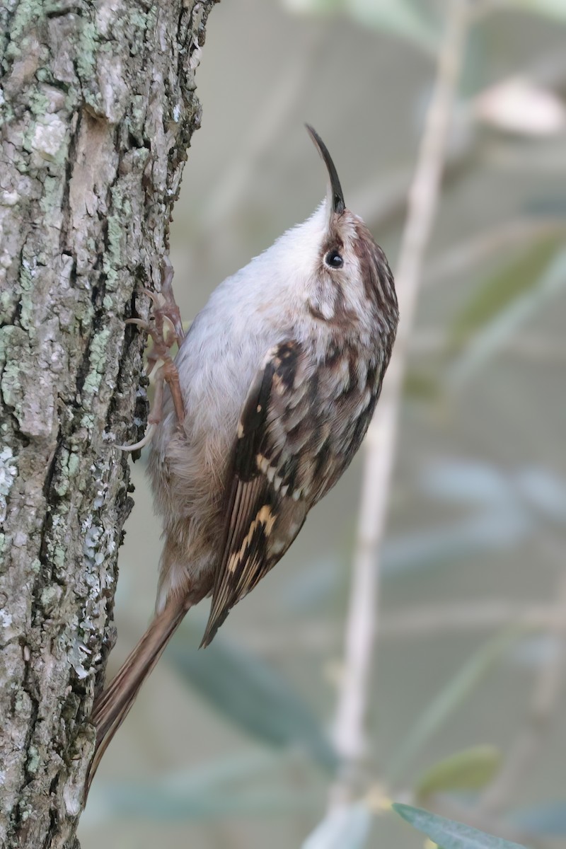 Short-toed Treecreeper - ML614526149