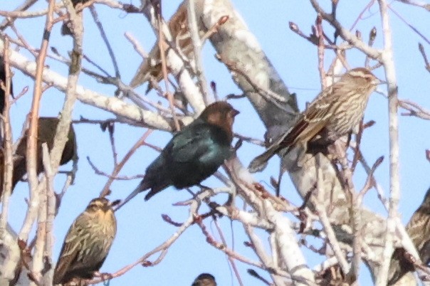 Brown-headed Cowbird - ML614526151