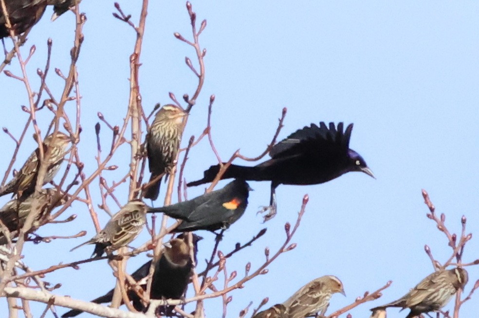 Common Grackle - ML614526153