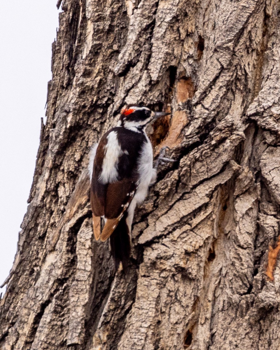 Hairy Woodpecker (Rocky Mts.) - Philip Kline