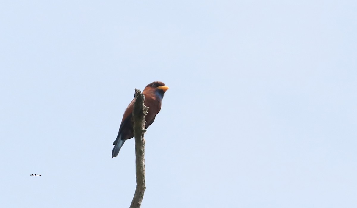 Blue-throated Roller - ML614526205