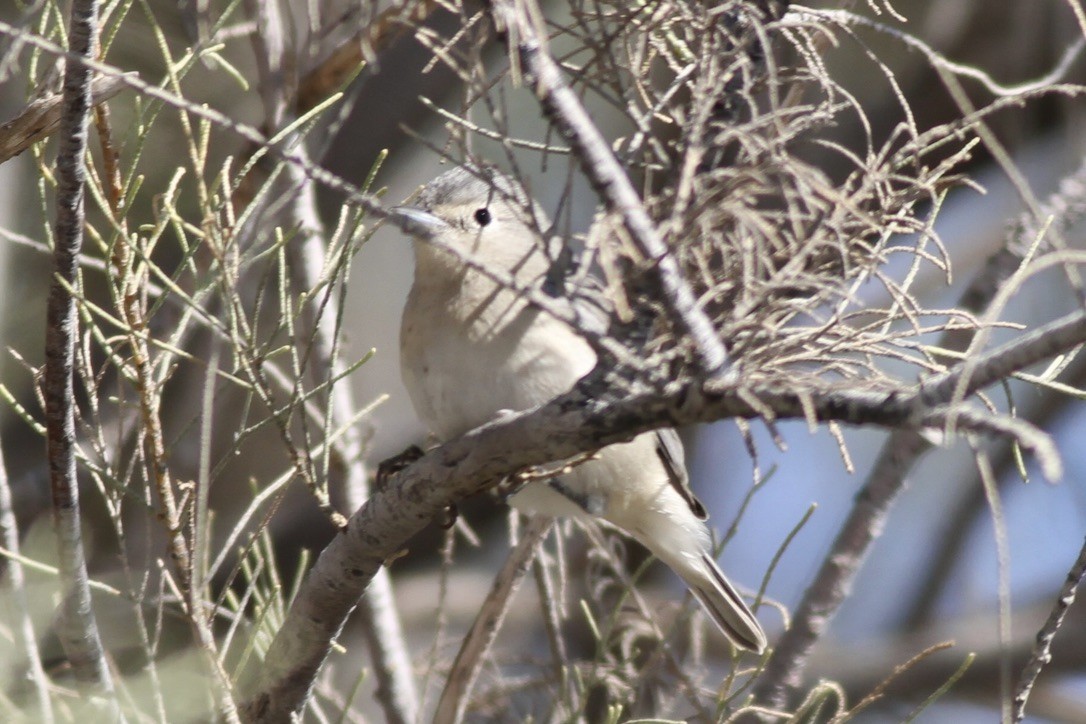 Lucy's Warbler - Dan Maxwell