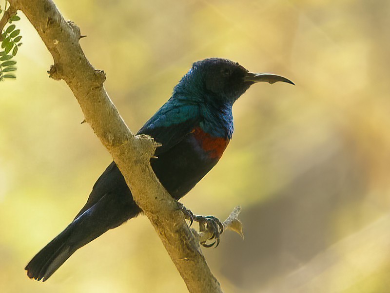 Shining Sunbird (Arabian) - Eric Francois Roualet