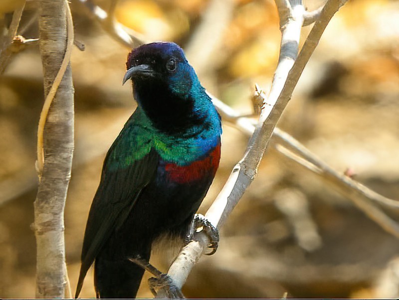 Shining Sunbird (Arabian) - Eric Francois Roualet