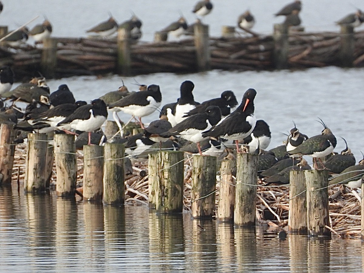 Eurasian Oystercatcher - AC Verbeek