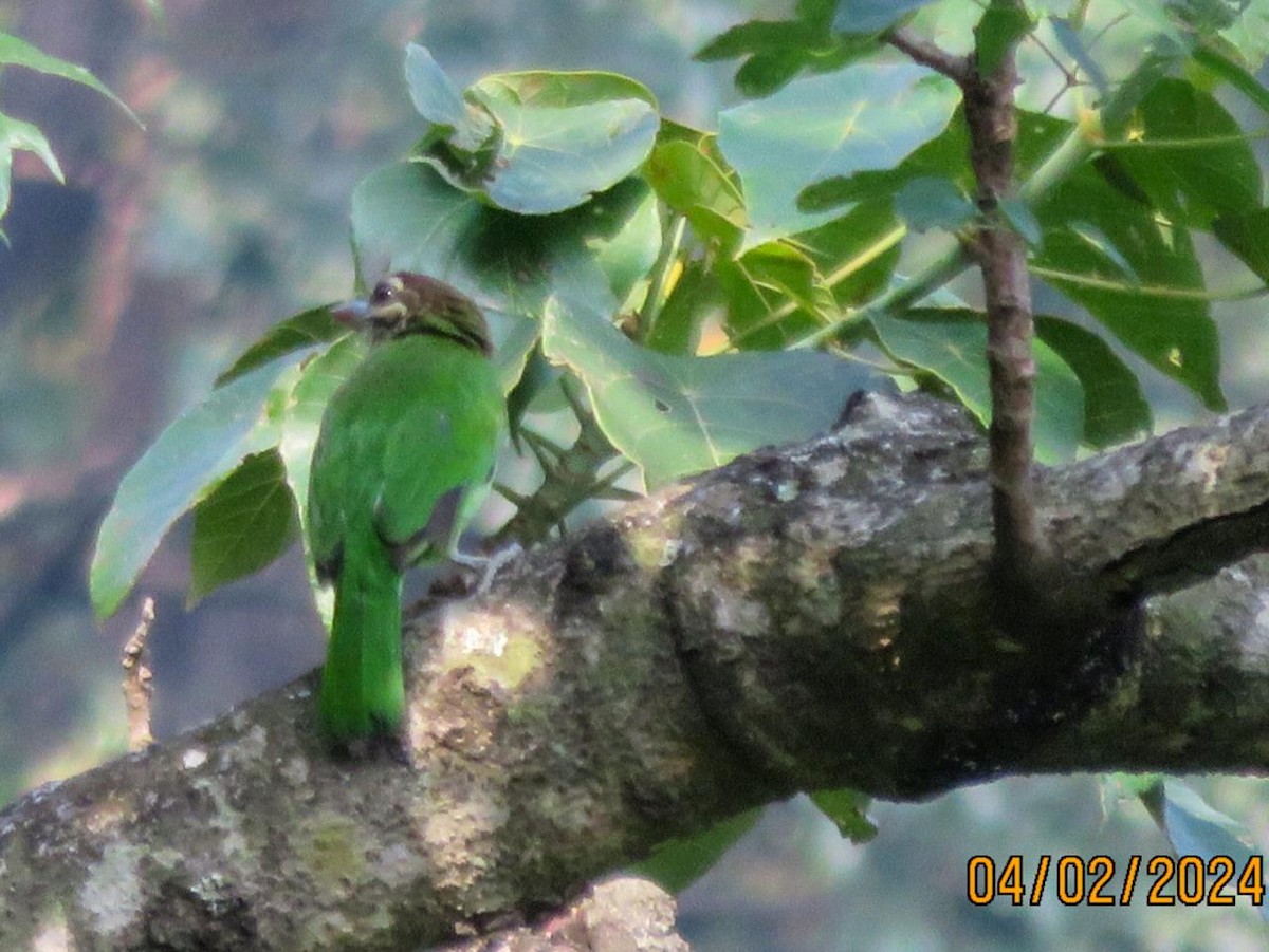 White-cheeked Barbet - Gaja mohanraj