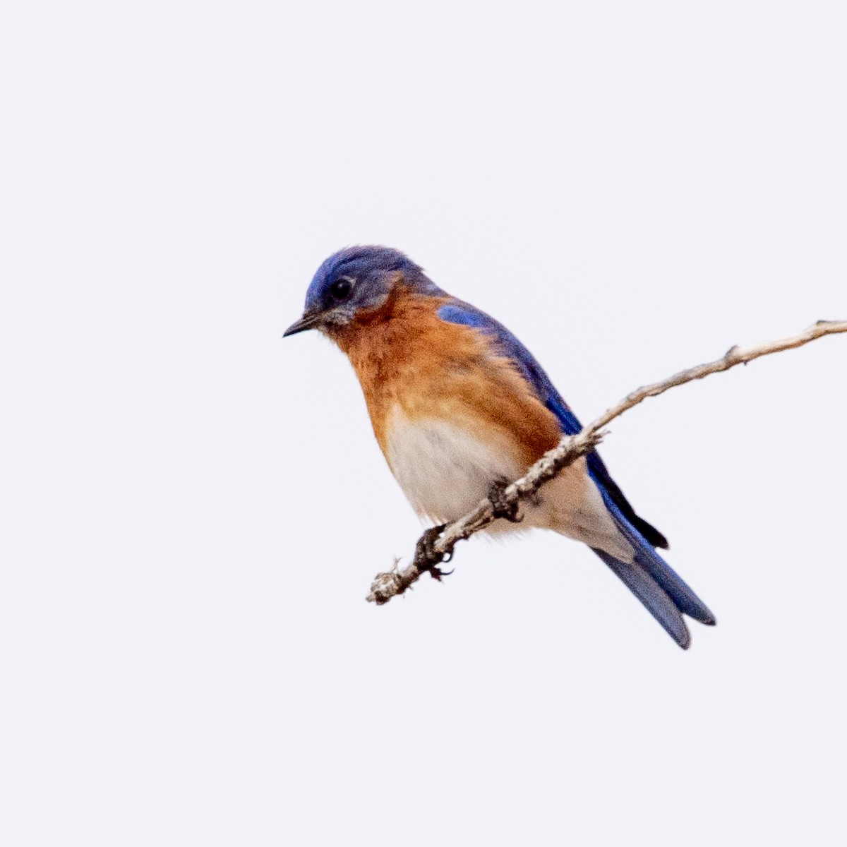 Eastern Bluebird - Philip Kline