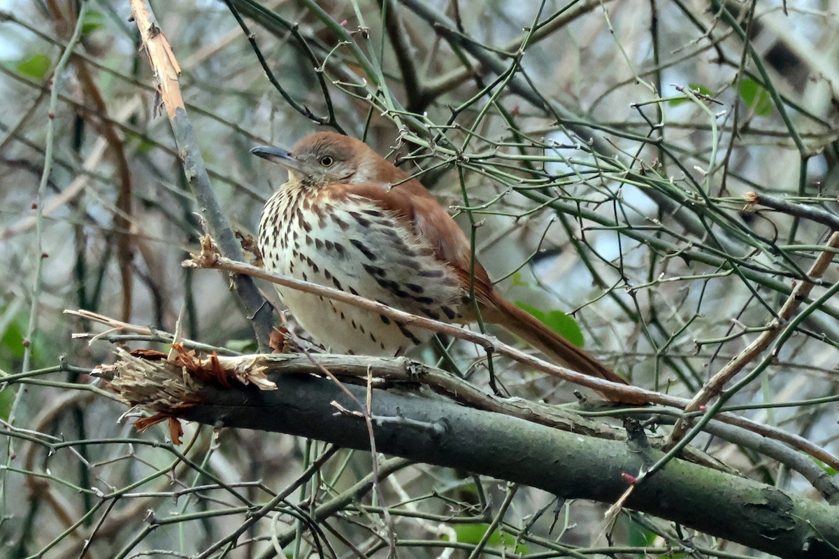 Brown Thrasher - ML614526300