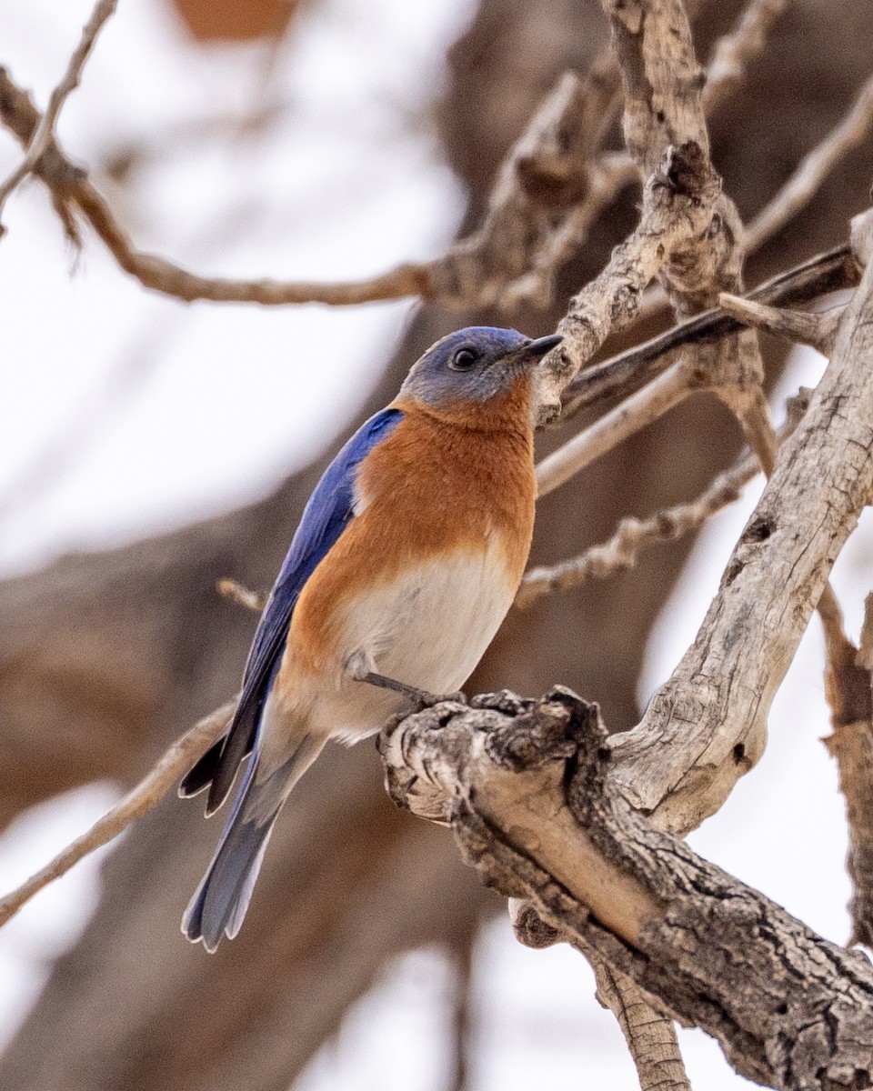 Eastern Bluebird - Philip Kline