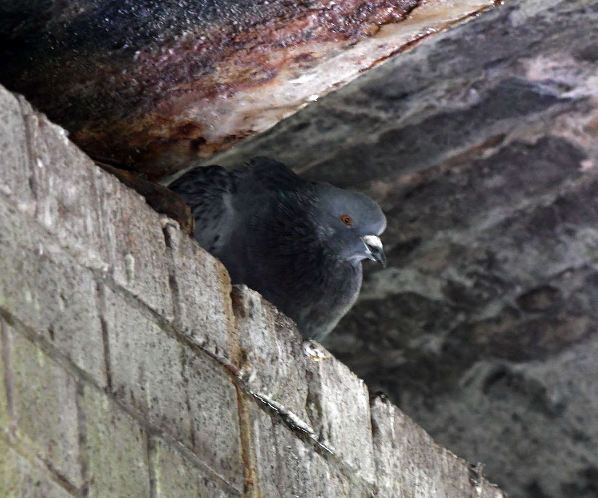Rock Pigeon (Feral Pigeon) - ML614526369