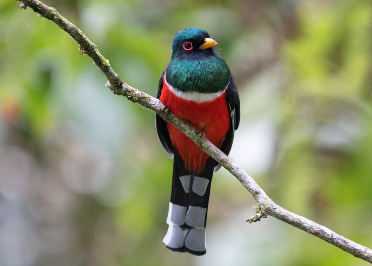 Masked Trogon - Silvia Faustino Linhares