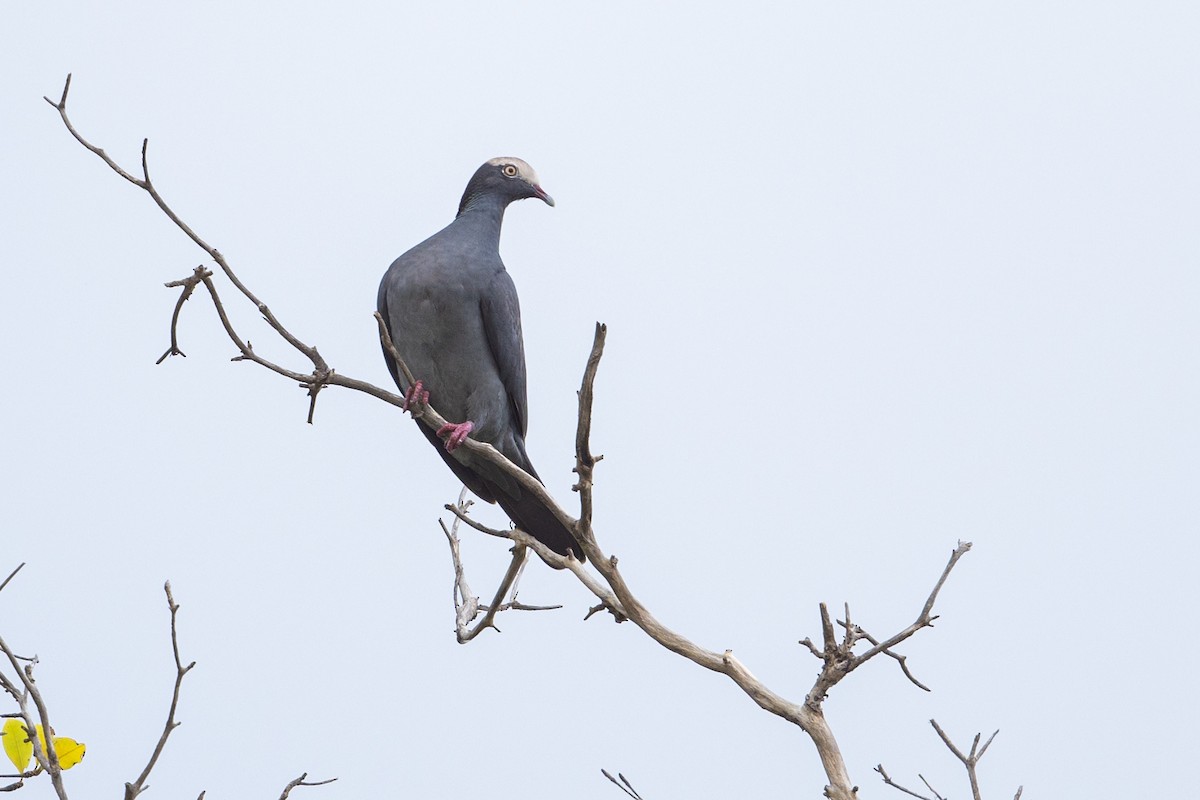 White-crowned Pigeon - ML614526465