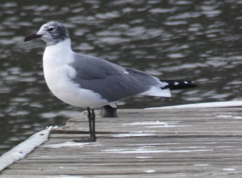 Gaviota Guanaguanare - ML614526483