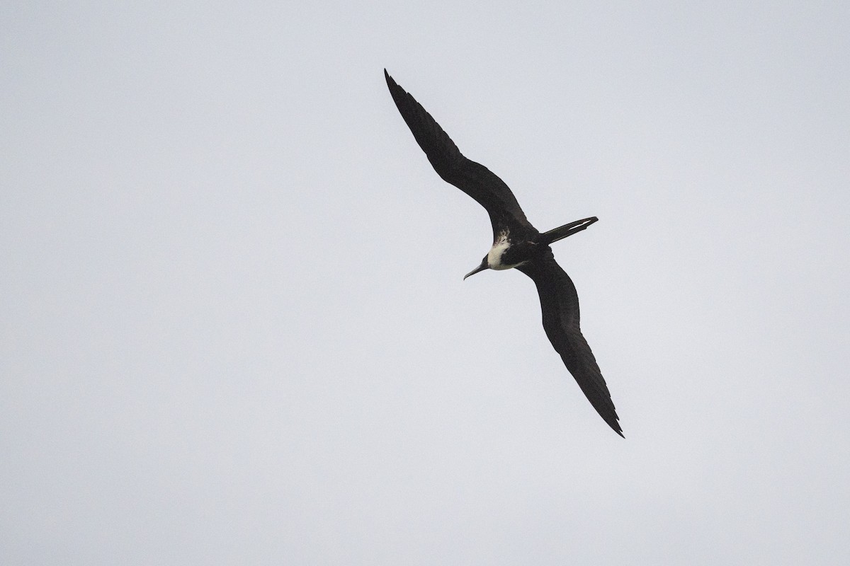 Magnificent Frigatebird - ML614526492