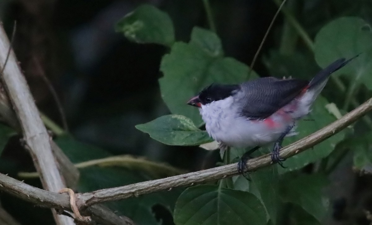 Black-crowned Waxbill - Fatih Izler